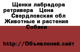 Щенки лабрадора ретривера › Цена ­ 12 000 - Свердловская обл. Животные и растения » Собаки   